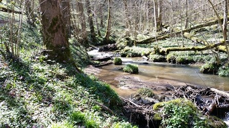 À propos d’un article publié dans une revue antispéciste : Vers une gestion antispéciste et utilitariste de nos forêts. À propos d’un article publié dans une revue antispéciste : Vers une gestion antispéciste et utilitariste de nos forêts.