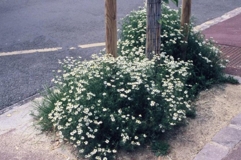 Une touffe odorante de matricaire camomille orne le pied de ce tilleul nouvellement planté