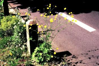 Renoncule âcre s'invitant dans un parterre Renoncule âcre s'invitant dans un parterre