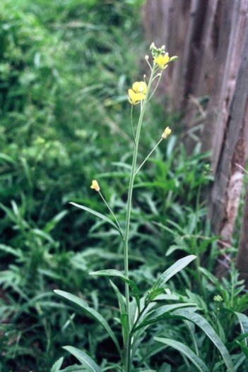 Cette roquette jaune serait bonne en salade si elle n'avait pas choisi de pousser le long d'un boulevard