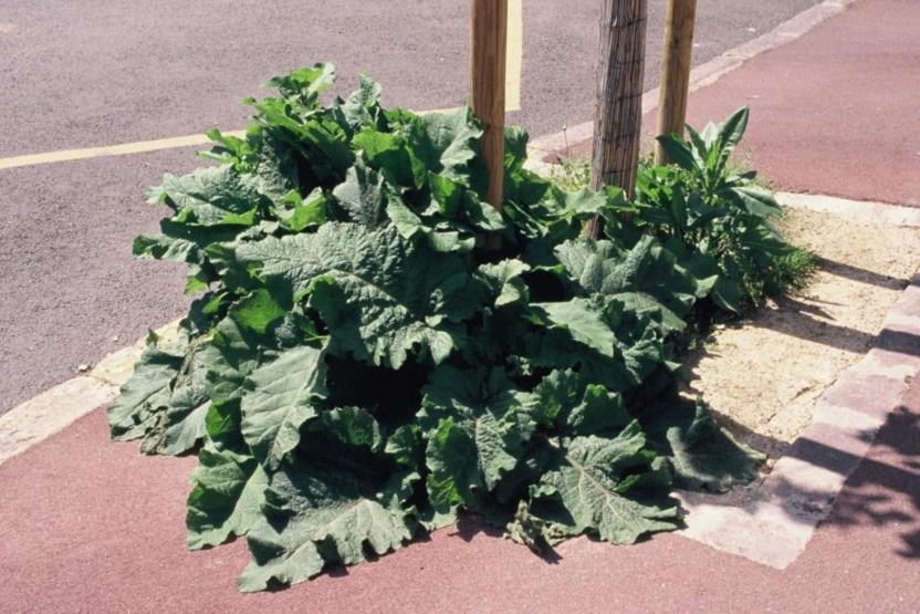 Les feuilles de cette bardane nourrissent  des pucerons que dévorent des coccinelles, larves et adultes