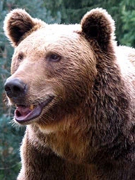 Défaut de protection de l’Ours des Pyrénées : l’Europe met en garde la France. Défaut de protection de l’Ours des Pyrénées : l’Europe met en garde la France.