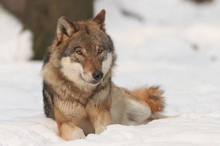 Les zones de protections renforcées : nouvelles menaces sur le loup en France