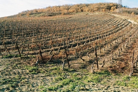 Se promener dans les vignes peut être dangereux.