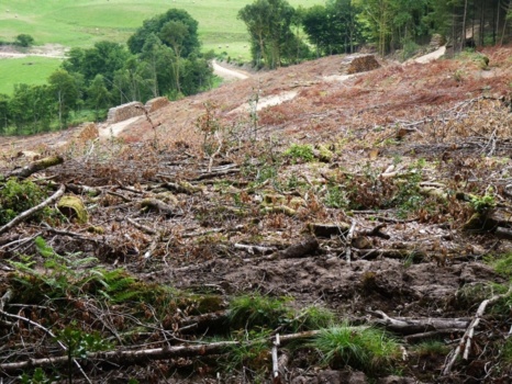 On avait Notre Dame des Landes, avec le Bois du Tronçay, voici Notre-Dame des Bois !