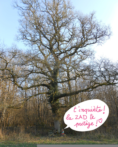 On avait Notre Dame des Landes, avec le Bois du Tronçay, voici Notre-Dame des Bois !