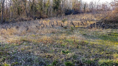 Non la Nature sauvage n’est pas morte, elle est même bien vivante ! Laissons là s’exprimer !