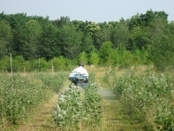 Un technicien détruit les peupliers GM (INRA)