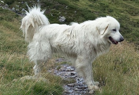 Patou = danger même si ça n'en a pas l'air. Ce chien a décidé que vous ne passerez pas !!!