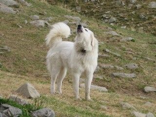 Sur les terres hantées par le loup, gare aux patous ! Sur les terres hantées par le loup, gare aux patous !