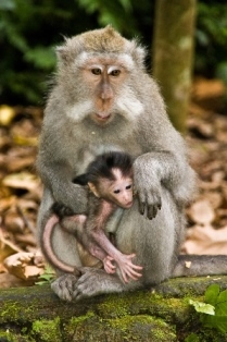 Macaca fascicularis, une des espèces cobaye  du CEA, Division Science du vivant