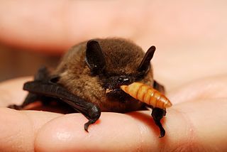 Pipistrelle mangeant un ver de farine Pipistrelle mangeant un ver de farine