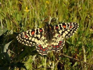 Proserpine (Zerynthia rumina)