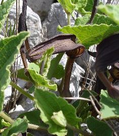 Aristoloche pistoloche Aristoloche pistoloche