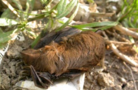 Cadavre de chauve-souris tuée par une éolienne (Ministère de l'environnement) Cadavre de chauve-souris tuée par une éolienne (Ministère de l'environnement)