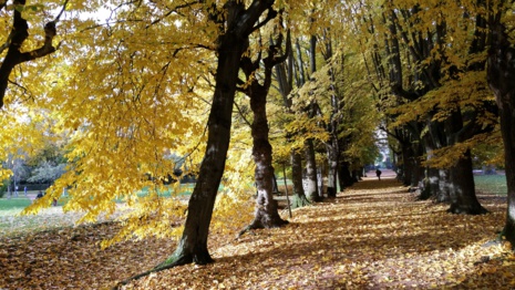 Pour les arbres d’alignement, l’année a mal commencé!