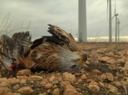 Pour lui, l'éolien était un piège mortel... Pour lui, l'éolien était un piège mortel...