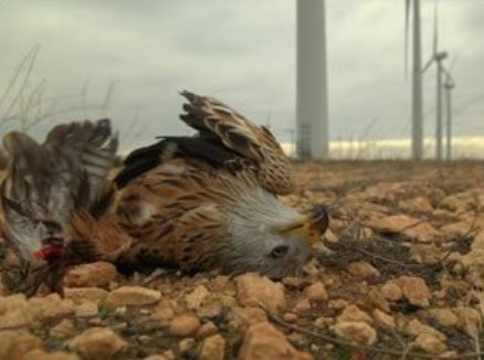 Pour lui, l'éolien était un piège mortel...