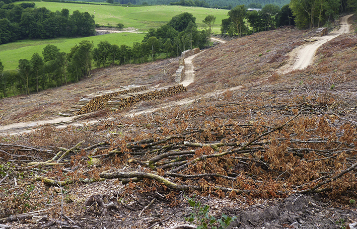 Gestion forestière et changement climatique : faut-il sacrifier la naturalité et la biodiversité des forêts pour une atténuation du réchauffement climatique ? Gestion forestière et changement climatique : faut-il sacrifier la naturalité et la biodiversité des forêts pour une atténuation du réchauffement climatique ?