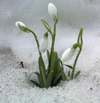 Le perce-neige Galanthus nivalis et espèces proches