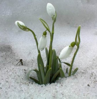 Le perce-neige Galanthus nivalis et espèces proches Le perce-neige Galanthus nivalis et espèces proches