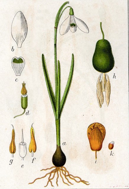 Le perce-neige Galanthus nivalis et espèces proches