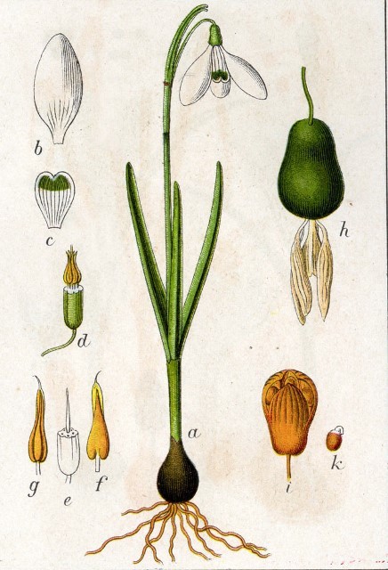 Le perce-neige Galanthus nivalis et espèces proches Le perce-neige Galanthus nivalis et espèces proches