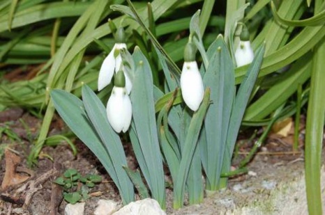 Galanthus elwesii, Hook. f. 1875 Perce-neige géant