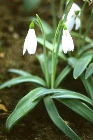 Le perce-neige Galanthus nivalis et espèces proches