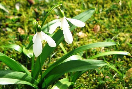 Le perce-neige Galanthus nivalis et espèces proches