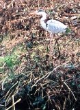 La forêt de Verrière ne doit pas être amputée une nouvelle fois.