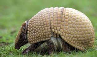 La mascotte de la coupe du monde de foot 2014