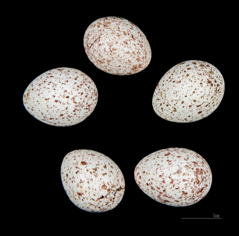 Oeufs de mésanges charbonnières Muséum d'histoire naturelle de Toulouse Oeufs de mésanges charbonnières Muséum d'histoire naturelle de Toulouse