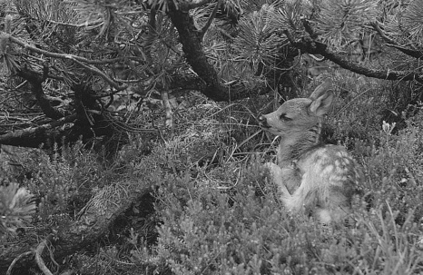 Changement climatique et survie des espèces Changement climatique et survie des espèces