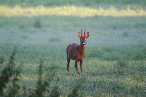 Changement climatique et survie des espèces Changement climatique et survie des espèces