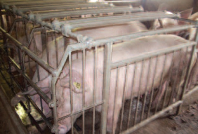 « Le respect du bien-être animal constitue la première des priorités pour les éleveurs » « Le respect du bien-être animal constitue la première des priorités pour les éleveurs »
