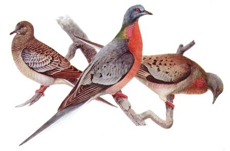Pigeon migrateur d'amérique, Ectopistes migratorius
