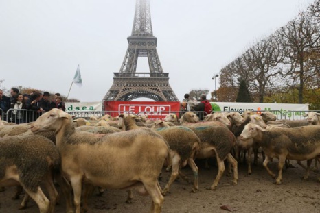 Manifestation anti-loup à Paris : une opération de communication ratée !