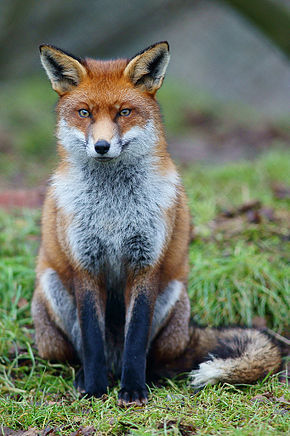 Urgent : de nouveaux massacres de renards sont en préparation.  Réagissons !