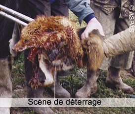 Ch'tis fox days, le retour ! Massacres de renards à nouveau programmés. Ch'tis fox days, le retour ! Massacres de renards à nouveau programmés.