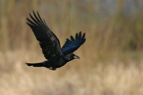 Corbeaux condamnés à Parthenay. Qui va les défendre ? Corbeaux condamnés à Parthenay. Qui va les défendre ?