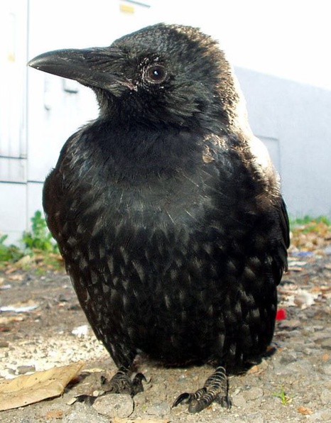 Jeune corneille noire Jeune corneille noire