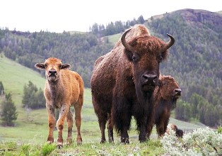 Brucellose : l’alibi pour massacrer des animaux sauvages, bouquetins en France, bisons aux USA ! 