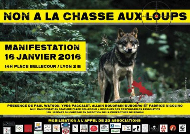 Non à la chasse aux loups ! Appel à manifester à Lyon et à Nice