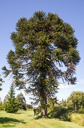 Un araucaria de 150 ans de valeur patrimoniale tronçonné pour faire passer une 2x2 voies : un cas d’école de l’incohérence des politiques hexagonales.