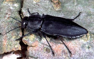 Melanophila acuminata Melanophila acuminata