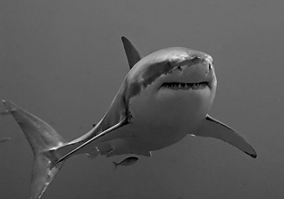 Massacre de requins à La Réunion : l’ASPAS, Longitude 181 et Sea Shepherd portent plainte !