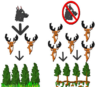 But what is this obsession with wanting wolves and lynxes everywhere in Europe?