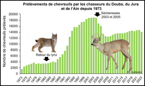 But what is this obsession with wanting wolves and lynxes everywhere in Europe? But what is this obsession with wanting wolves and lynxes everywhere in Europe?