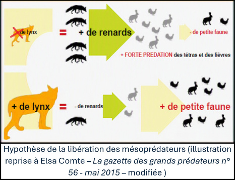 But what is this obsession with wanting wolves and lynxes everywhere in Europe?